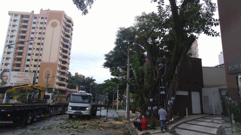 corte figueira Fabricio3