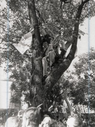 corte árvore Porto Alegre