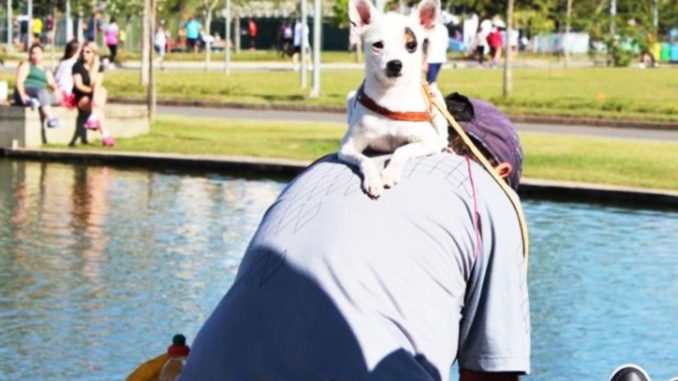 cao no parque