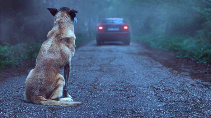 abandono animais