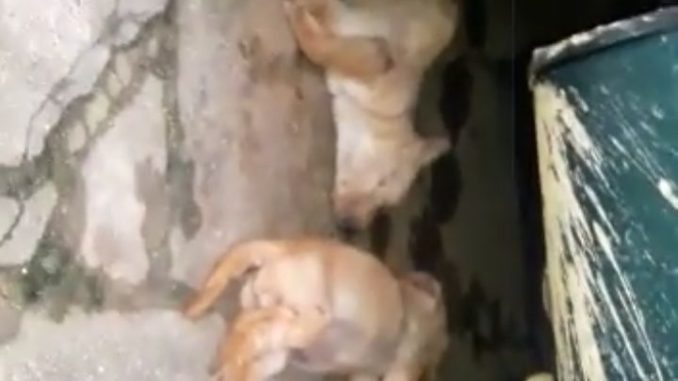 morte animais