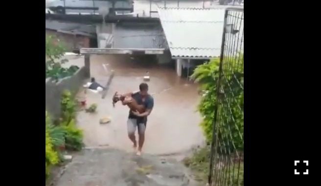 resgate cachorro chuva
