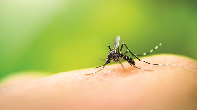 dengue