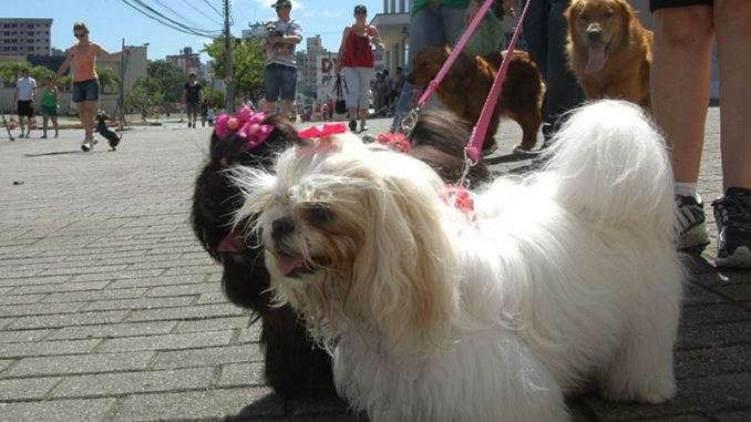 cãominhada