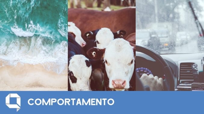 comportamento