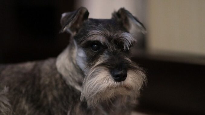 cão
