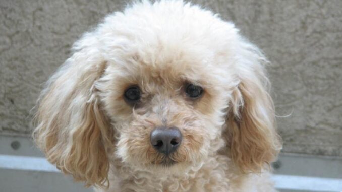 poodle