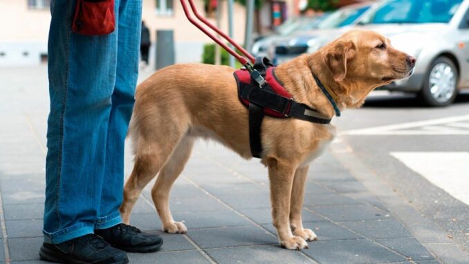 cão guia