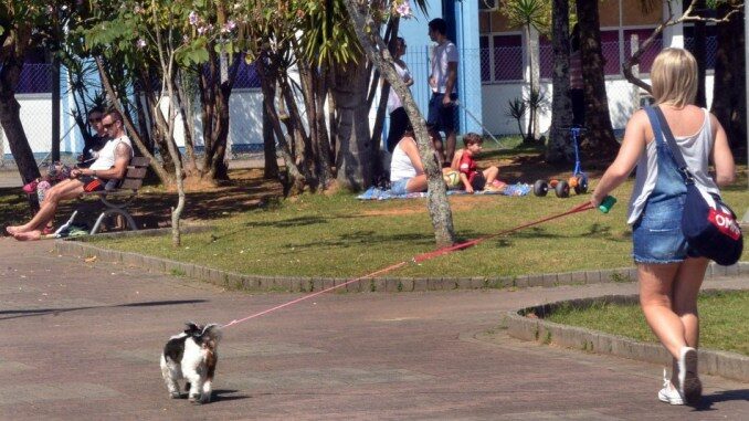 CAO-NO-PARQUE