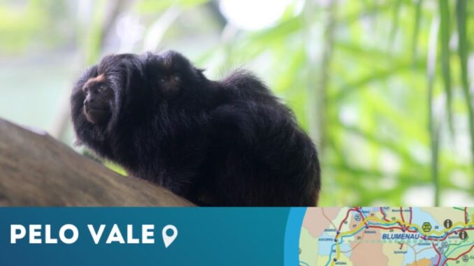 zoo pomerode