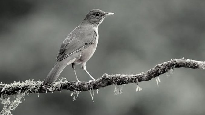 sabiá opinião