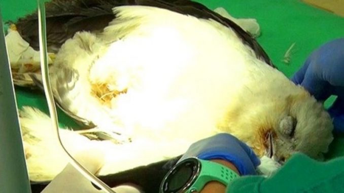 furb