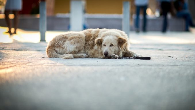 cachorro-maus-tratos-santa-catarina-multa-governo-sc