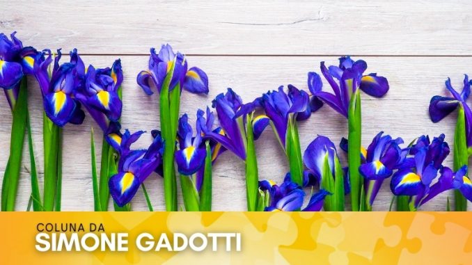 coluna-da-simone-gadotti