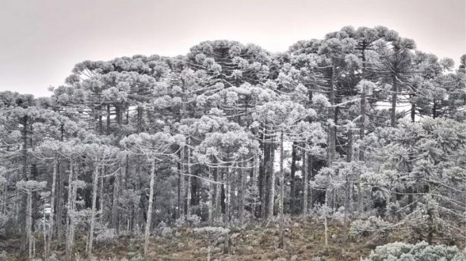 frio-santa-catarina-geada
