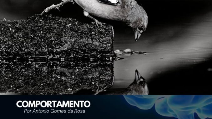 capa-comportamento