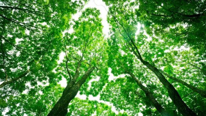 meio-ambiente-arvore-cop27-sc