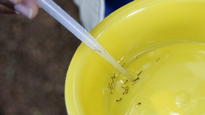 dengue-sc