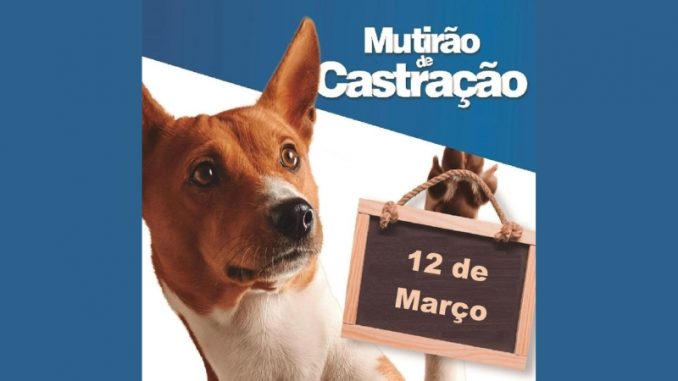mutirao-de-castracao