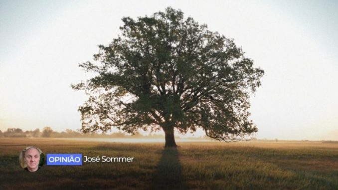 jose-sommer