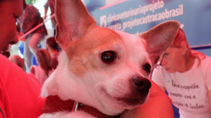cachorro