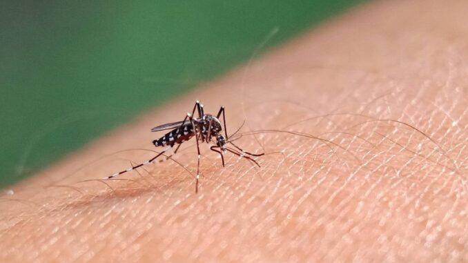 mosquito-da-dengue