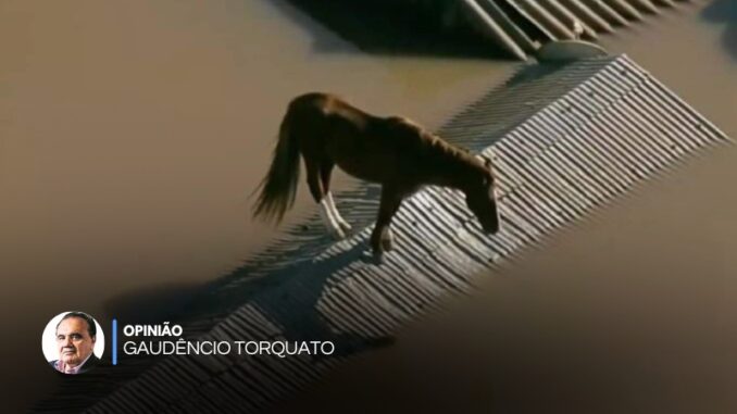 gaudencio-torquato-opiniao