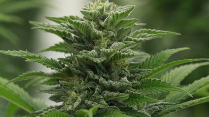 stf-maconha