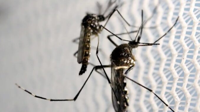 dengue